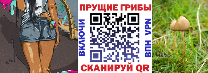 наркота  Краснозаводск  Псилоцибиновые грибы мицелий 